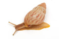 Limicolaria martensiana Mbarara, Uganda light stripes ¨juvenil